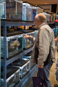 Cichlids large and small take center stage in the ACA Cichlid Show at the Aquatic Experience - Chicago.