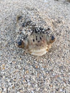 A pufferfish found stranded on 9/11/17.