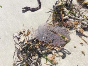 A perfectly intact sea fan, Gorgonia ventalina, ripped from the substrate and placed on Miami Beach.