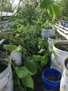 Goliad Farms is known for its unique plant-based recirculating filtration systems, which were completely trashed by Harvey.