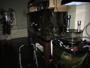 Harvey's flood waters rise as Andre Mueller's 210 gallon reef aquarium hangs in the balance.