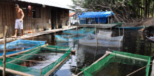 Experience the Rio Negro aquarium trade firsthand.