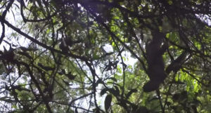 A Four-toed Sloth watches the team glide from overhead.