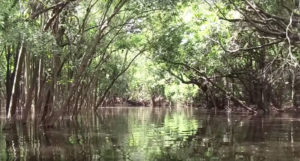 A tangled maze of flooded trees can make for difficult navigation.