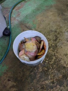 Collecting the lost discus in one of two 5 gallon bucket fulls, a heartbreaking task for Posada.