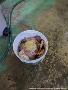 Collecting the lost discus in one of two 5 gallon bucket fulls, a heartbreaking task for Posada.