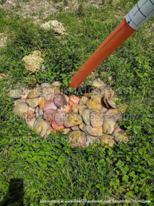 This represents the losses out of over 3000 Discus that were on hand at the time of Hurricane Irma.