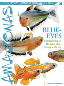 A gorgeous issue arriving now: the cover of AMAZONAS Magazine, Volume 6, Number 6, BLUE-EYES. On the cover: Pseudomugil conniae and P. luminatus by Hans-Georg Evers.