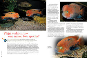 Michael Pilack investigates the question, “Is Vieja melanura actually a single species, or are two species hiding within it?” Learn what he uncovers in the latest issue of AMAZONAS.