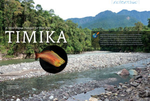 Hans-Georg Evers journeys to Timika, West Papua, Indonesia, and returns with a report describing the biotopes for many different Blue-Eye Rainbowfishes—essential facts for enthusiasts who want to set up truly appropriate aquariums for these beauties. Get all the details in the new issue of AMAZONAS.