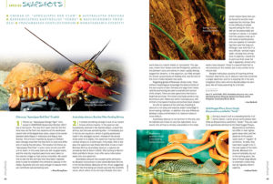 AMAZONAS Magazine’s must-read Species Snapshots reveals the newest and most interesting freshwater fish coming into the aquarium trade. In this issue: Apocalypse Red Claw Crayfish (Cherax sp.), Bamboo Filter-Feeding Shrimp (Australatya obscura), a rare Green Morph of the Gold Nugget Pleco (Baryancistrus xanthellus “Verde”), Tweddle’s Hap (Haplochromis tweddlei), the American Black Mottled Crayfish (Procambarus enoplosternum), and Everett’s Giant Danio (Nematabramis everetti).