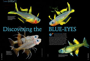 For many decades, only a few blue-eye species were known in the aquarium world; now, new blue-eyes are being discovered and described with regularity. With justification, some are calling these glorious little natives of Australia and New Guinea “the butterflies of the aquarium.” Learn more in our feature coverage, starting with “Discovering the Blue-Eyes” by Hans Herbert Boeck.