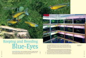 Blue-eye husbandry and culture is hardly witchcraft. Anyone with the simplest means and a little expertise should be able to raise these splendid, likable little fishes, even in large numbers. Hans Herbert Boeck tells all.