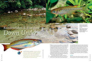 Journey to Australia with author Ronny Lundkvist to discover Rainbowfishes & Blue-Eyes Down Under: Exclusively in our newest issue.
