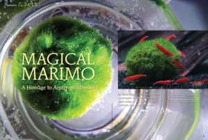 Marimo Balls: Like multitudes of autotrophic Tribbles infesting the main bridge of the USS Enterprise, suddenly they are everywhere. Learn more in the latest contribution from Devin Biggs.