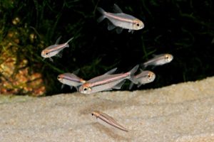 Hyphessobrycon vilmae, the Vilmae or Chocolate Neon Tetra, shared last week by Nautilus Tropical Fish Wholesale. Image credit: Mike Jacobs