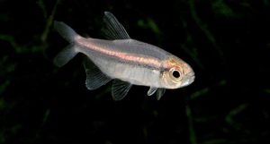 Hyphessobrycon vilmae, the Vilmae or Chocolate Neon Tetra, shared last week by Nautilus Tropical Fish Wholesale. Image credit: Mike Jacobs