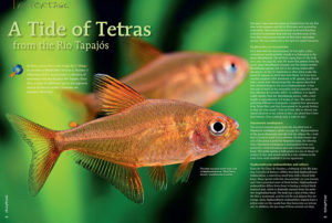 Hans-George Evers and F. Wang introduce several small tetras imported for the first time from the Tapajós basin. Commercial success has motivated Brazilian collectors to penetrate deep into the remotest areas of the Teles Pires and Juruena streams to find other interesting species.