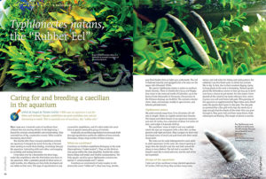 Torsten Laicher askes, "Who says an aquarium is just for fishes and shrimps?" Aquatic amphibians are good candidates too, and are fascinating to watch. This is especially true of caecilians, aka “rubber eels.”"