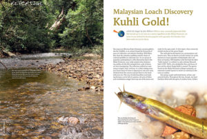 You thought you knew everything there was to know about Kuhli Loaches? Well, Jens Kühne just struck Gold!