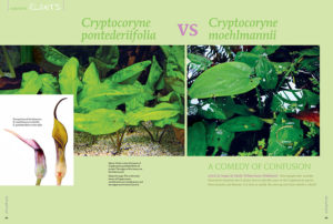 Maike Wilstermann-Hildebrand provides the tools you need to once and for all settle the differences between Cryptocoryne pontederiifolia and Cryptocoryne moehlmannii.