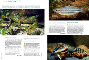 AMAZONAS Magazine’s must-read Species Snapshots keep you in-the-loop on what's new, exciting, or flying below the radar in the freshwater aquarium trade. In this issue: Cryptocoryne nurii var. raubensis, Melanotaenia affinis "Sungai Dansari", Cherax sp. "Blug Kong" Crayfish, the Mountain Swordtail (Xiphophorus nezahualcoyotl), Corydoras sp. CW 112, and an unknown tetra, possiblt a Heterocharax sp., from the Rio Nanay.