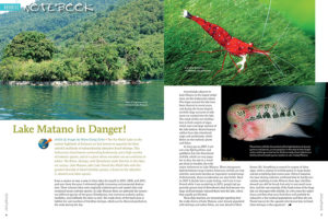 Sulawesi's five Malili Lakes, best known for extraordinarily attractive dwarf shrimps. were originally nutrient-poor and crystal-clear. Home to many endemic species, multifarious man-made threats may forever alter these special habitats.