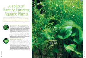 Maike Wilstermann-Hildebrand introduces several lesser-known new and easy-to-cultivate aquarium plant varieties.