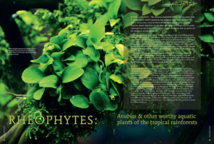 RHEOPHYTES: Anubias & other worthy aquatic plants of the tropical rainforests, by Hans-Georg Evers, looks at Anubias, Bucephalandara, and the relatively unknown Schismatoglottis for resilient aquarium plants found along the water's edge.