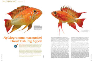 "I almost always have some A. macmasteri, or one of the very closely related species from the large macmasteri complex, swimming around in my tanks." New contributor Jeff Michels provides an overview this popular species cluster.