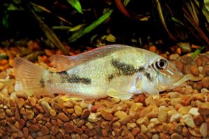 Retroculus lapidifer, a bottom-oriented denizen of fast-moving water.