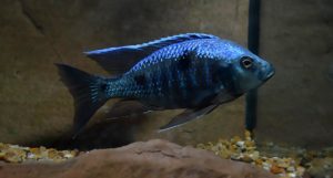 According to the American Cichlid Association's recent statement, there is a time and a place for wild aquarium fisheries.