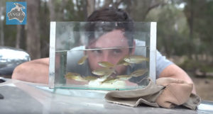 Karl Moy, with University of Canberra's Institute of Applied Ecology, seen here observing Running River Rainbowfish, is one of the researchers tasked with reintroduction and monitoring efforts.