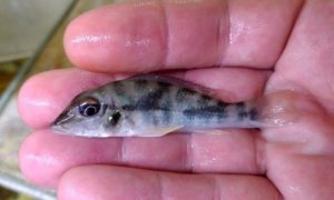 A juvenile Retroculus lapidifer.