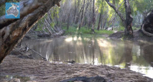 The Running River in Australia, home to a unique population of Rainbowfish, and cite of a small scale species massacre.