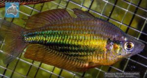 The unique Running River Rainbowfish, aptly-named for the only stretch of water it called home.