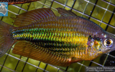 VIDEO: Saving the Running River Rainbowfish