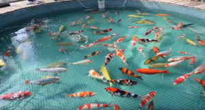 Join the team from Sacramento Koi as they travel to Japan to secure the best Koi for their customers back in California.