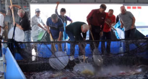 Ogata Koi Farm's unique invitation-only purchasing processes creates a competitive atmosphere between the day's buyers. Says Walker, "If you see a nice Koi, you need to net it quickly before another dealer nets it!"