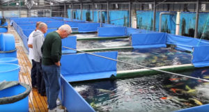 Walker inspects the koi holding ponds at Ogata Koi Farm, looking for special fish.