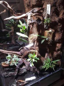 The vivarium after an initial planting.