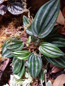 Peperomia cf. verschaffeltii