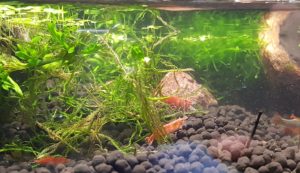 Cherry Shrimp, Neocaridina davidi, also occupy water feature.