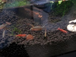 Celestial Pearl Danios and Cherry Shrimp make for ideal inhabitants for the small visible portion of the water in this setup.