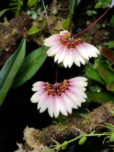 Bulbophyllum Daisy Chain, a primary hybrid between the species B. makyoanum x B. cummingii.