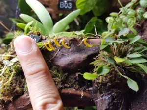 And now some perspective and a better sense of scale when it comes to what Dr. Ho considers miniature. Again, Specklinia grobyi.