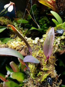 Bulbophyllum thaiorum.