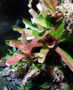 Bromiliads, or "Broms" for short, are a common feature in dart frog vivariums.