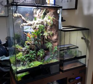 The ever-expanding collection of vivariums; another smaller system is currently in the works to house more orchids and a smaller variety of thumbnail dart frog.