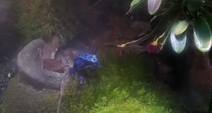 Miniature Orchids, Azureus Dart Frogs flourish alongside a small pond in the office vivarium of Dr. Adeljean Ho.